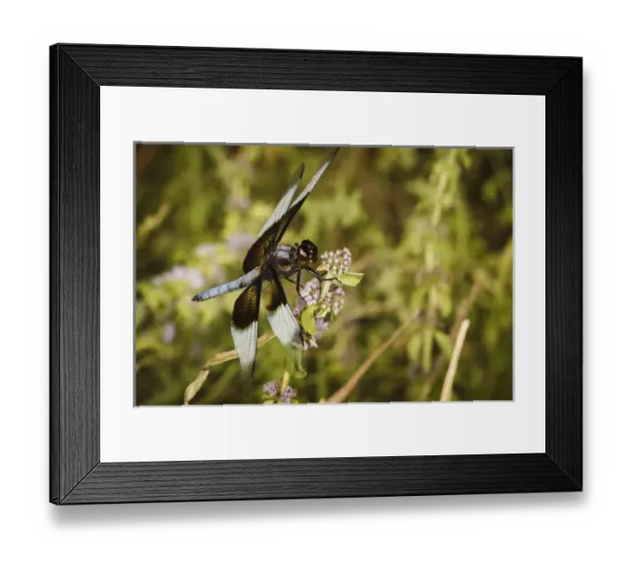 Framed Print : USA, Oregon, Albany, Freeway Ponds Park, male Widow Skimmer (Libellula luctuosa)
