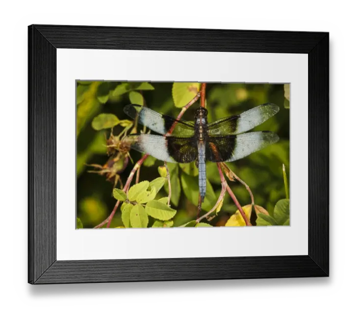 Framed Print : USA, Oregon, Albany, Freeway Ponds Park, male Widow Skimmer (Libellula luctuosa) Framed Print : USA, Oregon, Albany, Freeway Ponds Park, male Widow Skimmer (Libellula luctuosa)