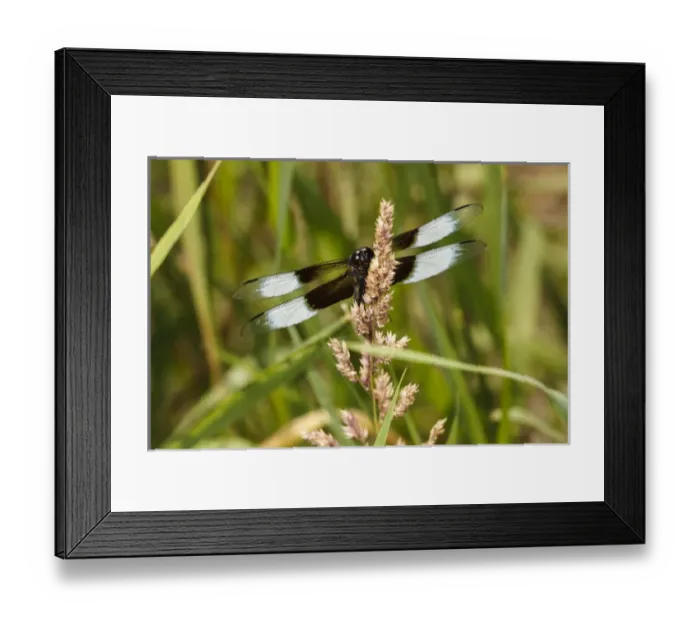 Framed Print : USA, Oregon, Albany, Freeway Ponds Park, male Widow Skimmer (Libellula luctuosa) Framed Print : USA, Oregon, Albany, Freeway Ponds Park, male Widow Skimmer (Libellula luctuosa)