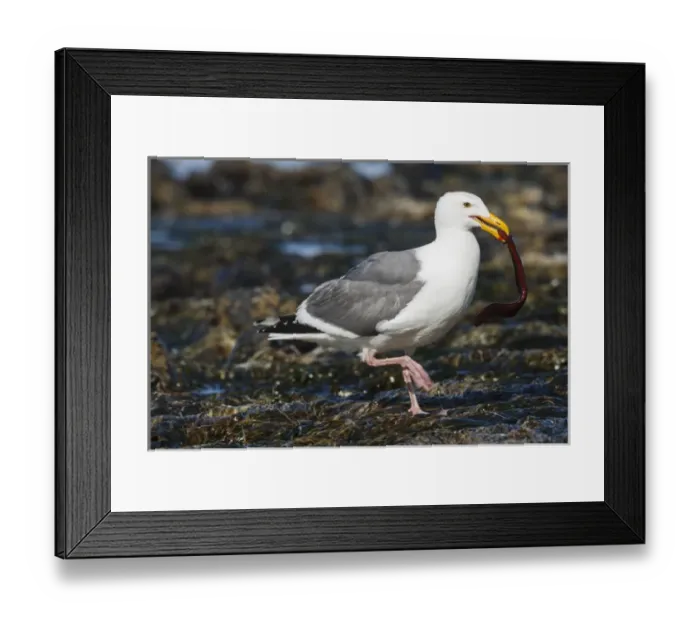 Framed Print : USA, Oregon, Newport, Yaquina Head, Western Gull (Larus occidentalis) with eel Framed Print : USA, Oregon, Newport, Yaquina Head, Western Gull (Larus occidentalis) with eel