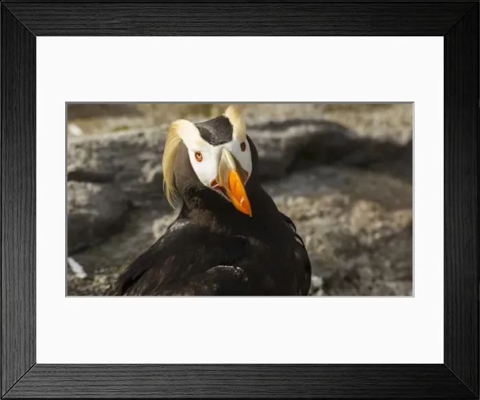 Framed Print : USA, Oregon, Newport, Oregon Coast Aquarium, Tufted Puffin (Fratercula cirrhata)