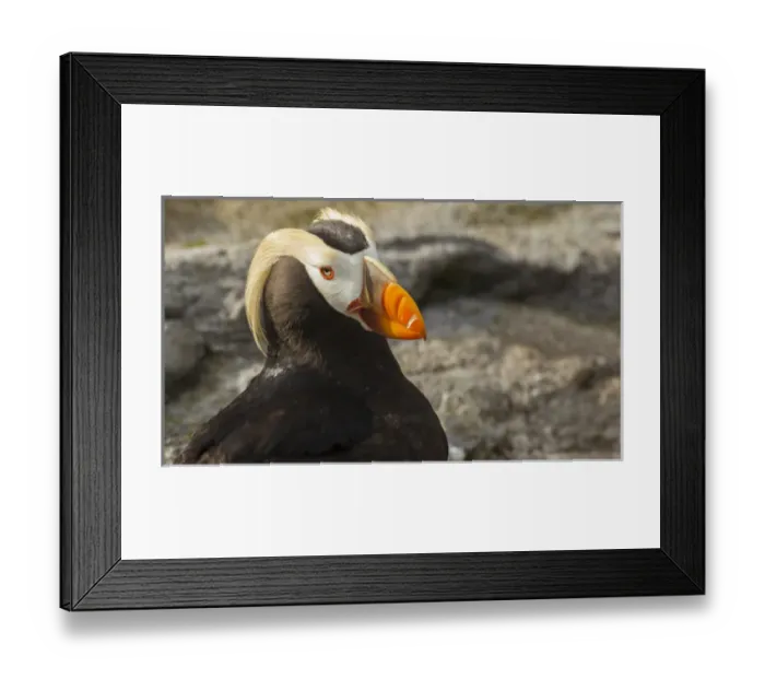 Framed Print : USA, Oregon, Newport, Oregon Coast Aquarium, Tufted Puffin (Fratercula cirrhata) CAPT