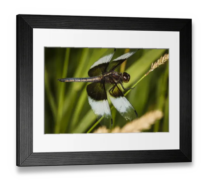 Framed Print : USA, Oregon, Albany, Freeway Ponds Park, male Widow Skimmer (Libellula luctuosa)