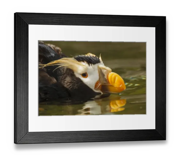 Framed Print : USA, Oregon, Newport, Oregon Coast Aquarium, Tufted Puffin (Fratercula cirrhata) CAPT Framed Print : USA, Oregon, Newport, Oregon Coast Aquarium, Tufted Puffin (Fratercula cirrhata) CAPT