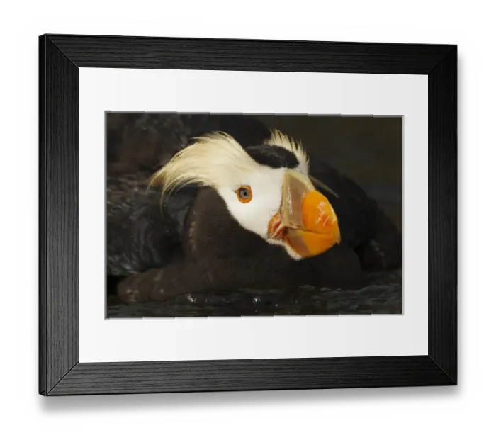Framed Print : USA, Oregon, Newport, Oregon Coast Aquarium, Tufted Puffin (Fratercula cirrhata) CAPT