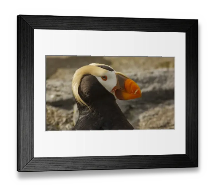 Framed Print : USA, Oregon, Newport, Oregon Coast Aquarium, Tufted Puffin (Fratercula cirrhata) CAPT Framed Print : USA, Oregon, Newport, Oregon Coast Aquarium, Tufted Puffin (Fratercula cirrhata) CAPT