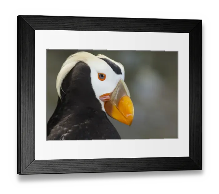Framed Print : USA, Oregon, Newport, Oregon Coast Aquarium, Tufted Puffin (Fratercula cirrhata) CAPT