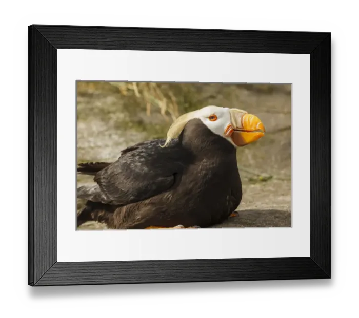 Framed Print : USA, Oregon, Newport, Oregon Coast Aquarium, Tufted Puffin (Fratercula cirrhata) CAPT Framed Print : USA, Oregon, Newport, Oregon Coast Aquarium, Tufted Puffin (Fratercula cirrhata) CAPT