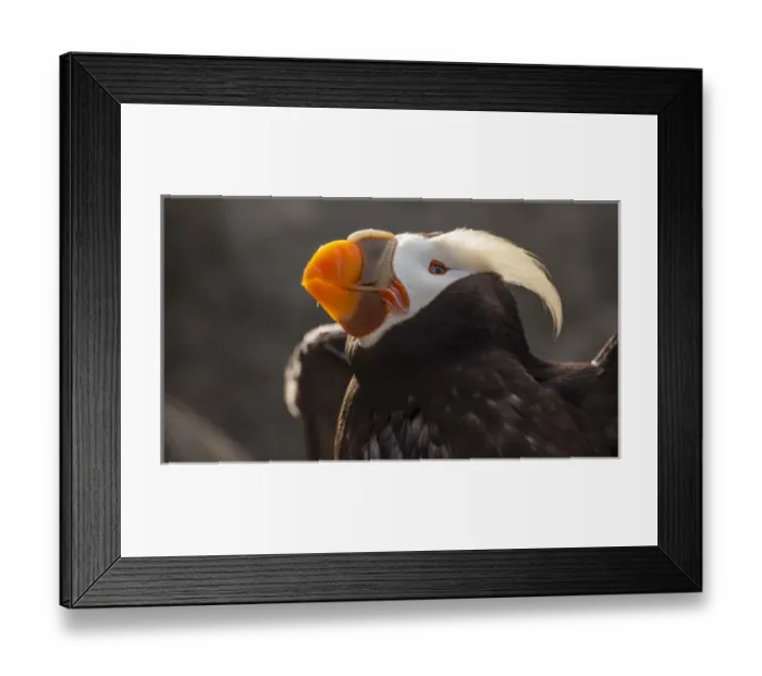 Framed Print : USA, Oregon, Newport, Oregon Coast Aquarium, Tufted Puffin (Fratercula cirrhata) CAPT Framed Print : USA, Oregon, Newport, Oregon Coast Aquarium, Tufted Puffin (Fratercula cirrhata) CAPT