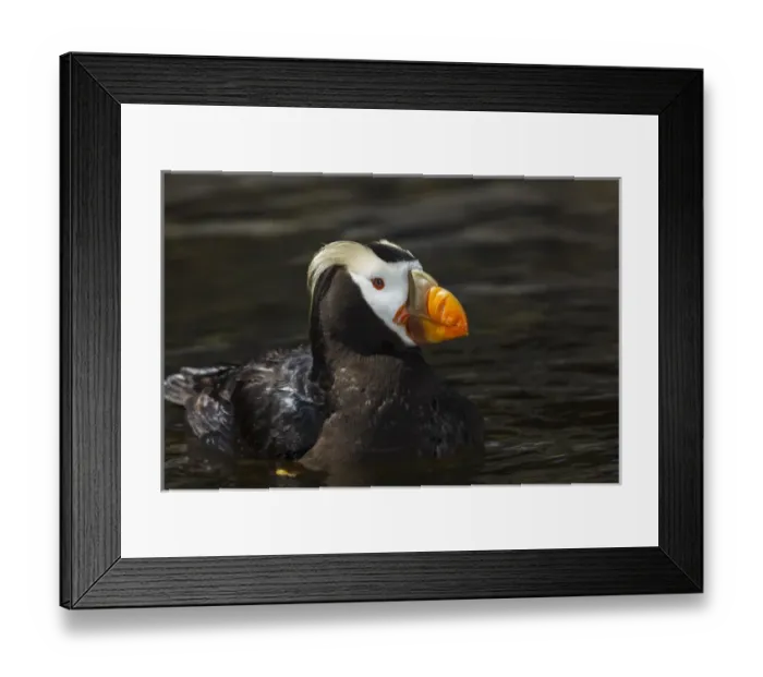 Framed Print : USA, Oregon, Newport, Oregon Coast Aquarium, Tufted Puffin (Fratercula cirrhata) CAPT Framed Print : USA, Oregon, Newport, Oregon Coast Aquarium, Tufted Puffin (Fratercula cirrhata) CAPT