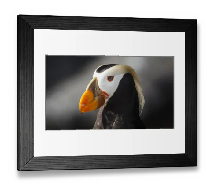 Framed Print : USA, Oregon, Newport, Oregon Coast Aquarium, Tufted Puffin (Fratercula cirrhata) CAPT