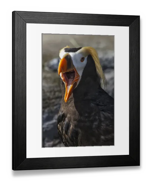 Framed Print : USA, Oregon, Newport, Oregon Coast Aquarium, Tufted Puffin (Fratercula cirrhata) CAPT Framed Print : USA, Oregon, Newport, Oregon Coast Aquarium, Tufted Puffin (Fratercula cirrhata) CAPT