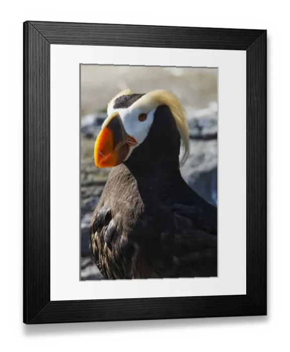 Framed Print : USA, Oregon, Newport, Oregon Coast Aquarium, Tufted Puffin (Fratercula cirrhata) CAPT Framed Print : USA, Oregon, Newport, Oregon Coast Aquarium, Tufted Puffin (Fratercula cirrhata) CAPT