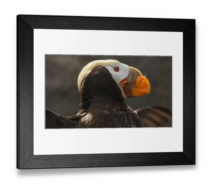 Framed Print : USA, Oregon, Newport, Oregon Coast Aquarium, Tufted Puffin (Fratercula cirrhata) CAPT Framed Print : USA, Oregon, Newport, Oregon Coast Aquarium, Tufted Puffin (Fratercula cirrhata) CAPT