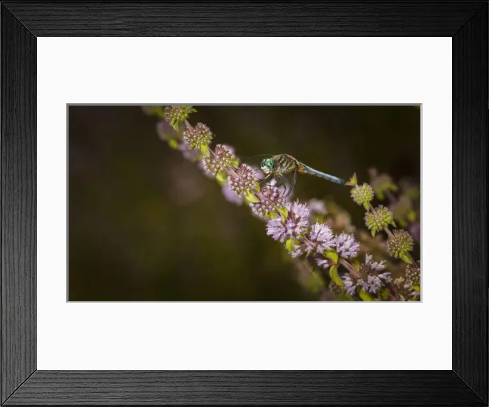 Framed Print : USA, Oregon, Albany, Freeway Ponds Park, male Blue Dasher(Pachydiplax longipennis) Framed Print : USA, Oregon, Albany, Freeway Ponds Park, male Blue Dasher(Pachydiplax longipennis)