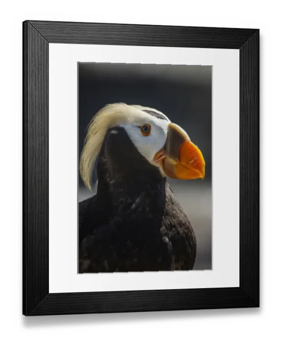 Framed Print : USA, Oregon, Newport, Oregon Coast Aquarium, Tufted Puffin (Fratercula cirrhata) CAPT Framed Print : USA, Oregon, Newport, Oregon Coast Aquarium, Tufted Puffin (Fratercula cirrhata) CAPT