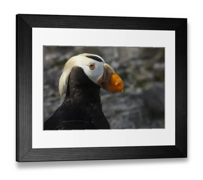 Framed Print : USA, Oregon, Newport, Oregon Coast Aquarium, Tufted Puffin (Fratercula cirrhata) CAPT