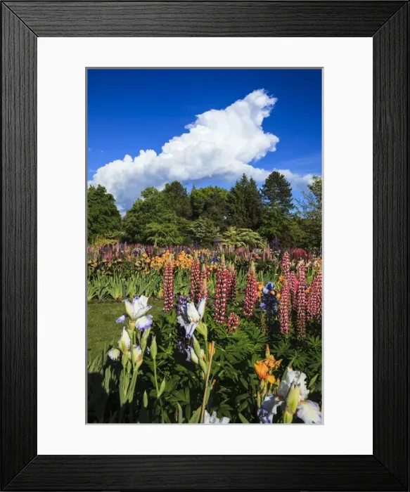 Framed Print : USA, Oregon, Keizer, Schreiners Iris Farm, storm building at the display garden