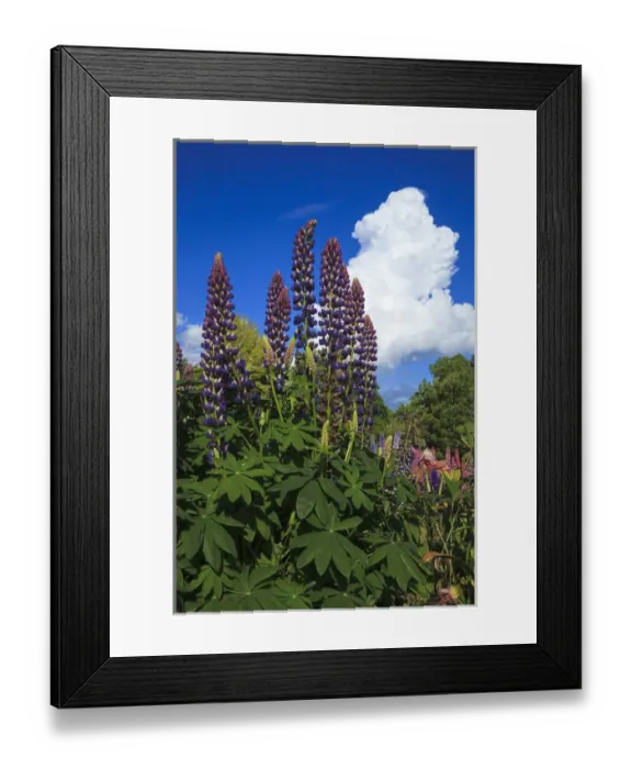 Framed Print : USA, Oregon, Keizer, Schreiners Iris Gardens, lupine and developing storm cloud