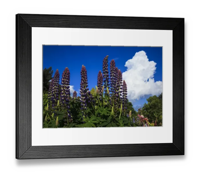 Framed Print : USA, Oregon, Keizer, Schreiners Iris Gardens, lupine and developing storm cloud Framed Print : USA, Oregon, Keizer, Schreiners Iris Gardens, lupine and developing storm cloud