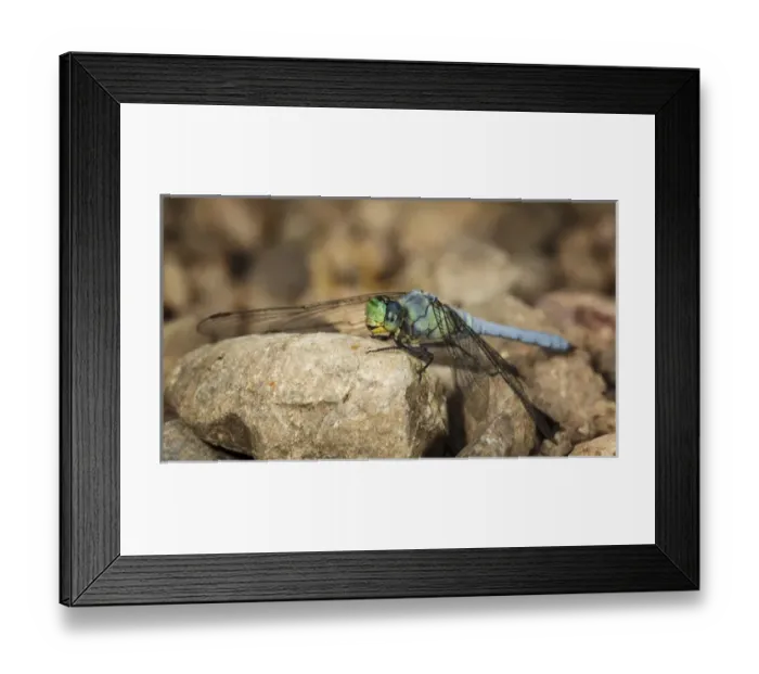 Framed Print : USA, Oregon, Albany, Freeway Ponds Park, male Western Pondhawk (Erythemis collocata) Framed Print : USA, Oregon, Albany, Freeway Ponds Park, male Western Pondhawk (Erythemis collocata)