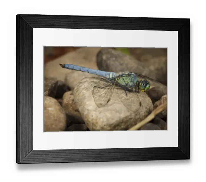 Framed Print : USA, Oregon, Albany, Freeway Ponds Park, male Western Pondhawk (Erythemis collocata) Framed Print : USA, Oregon, Albany, Freeway Ponds Park, male Western Pondhawk (Erythemis collocata)