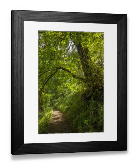 Framed Print : USA, Oregon, Portland, Oak Bottoms Wildlife Refuge, the trail, Digital Composite, HDR