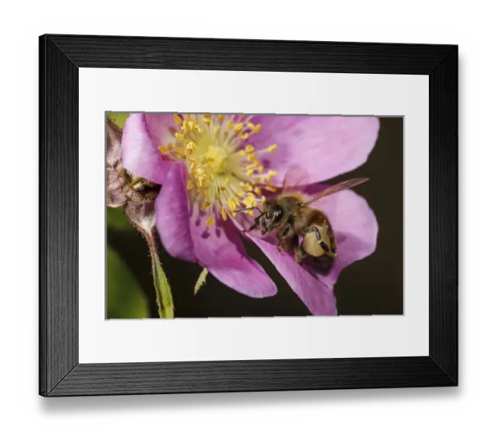 Framed Print : USA, Oregon, Albany, Freeway Ponds Park, a Honey Bee (Apis mellifera) on a wild rose Framed Print : USA, Oregon, Albany, Freeway Ponds Park, a Honey Bee (Apis mellifera) on a wild rose