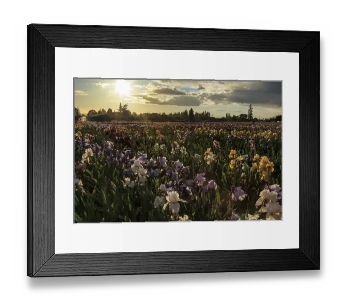 Framed Print : USA, Oregon, Keizer, Schreiners Iris Gardens, Iris Production Field in storm Framed Print : USA, Oregon, Keizer, Schreiners Iris Gardens, Iris Production Field in storm