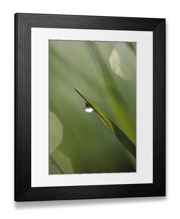 Framed Print : USA, Pennsylvania. Dewdrop on leaf. Credit as: Nancy Rotenberg / Jaynes Gallery / DanitaDelimont Framed Print : USA, Pennsylvania. Dewdrop on leaf. Credit as: Nancy Rotenberg / Jaynes Gallery / DanitaDelimont