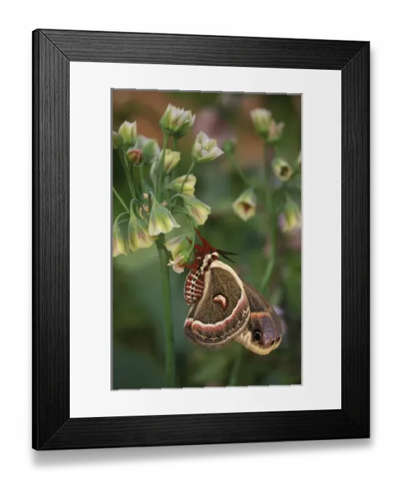 Framed Print : USA, Pennsylvania. Cecropia moth on allium flowers Framed Print : USA, Pennsylvania. Cecropia moth on allium flowers