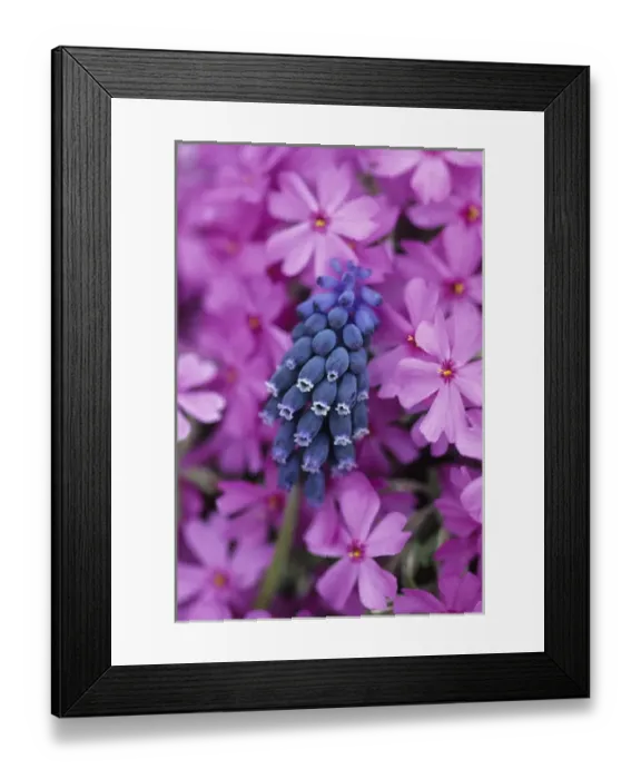 Framed Print : USA, Pennsylvania. Grape hyacinth and phlox flowers in garden Framed Print : USA, Pennsylvania. Grape hyacinth and phlox flowers in garden