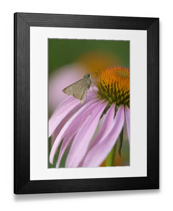 Framed Print : USA, Pennsylvania. Skipper butterfly on cone flower