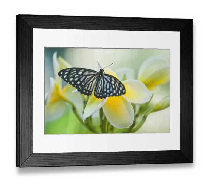 Framed Print : USA, Pennsylvania. Swallowtail butterfly on flower