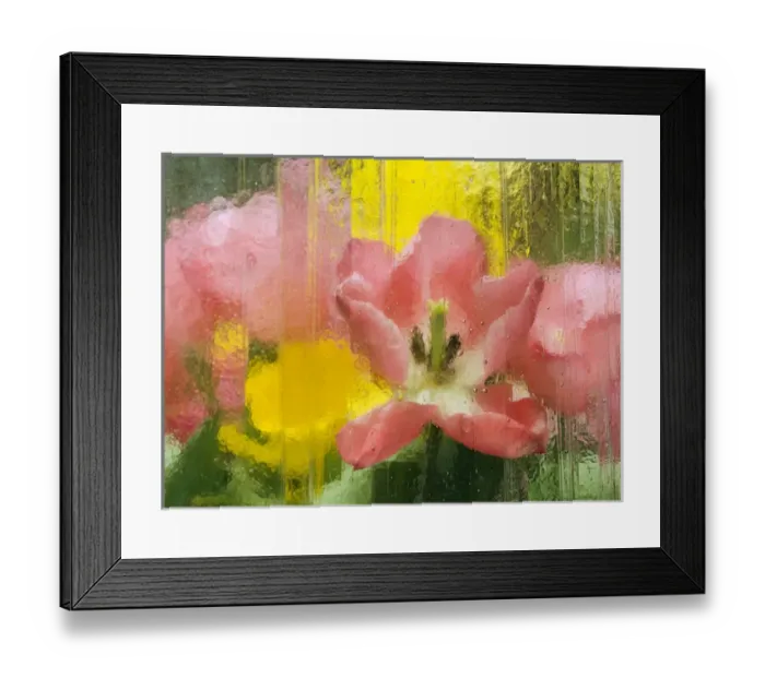 Framed Print : USA, Pennsylvania. Abstract tulip impression through glass Framed Print : USA, Pennsylvania. Abstract tulip impression through glass