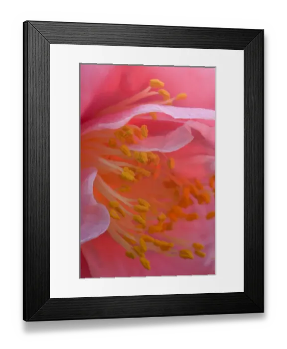 Framed Print : USA, Pennsylvania. Camelia blossom close-up Framed Print : USA, Pennsylvania. Camelia blossom close-up