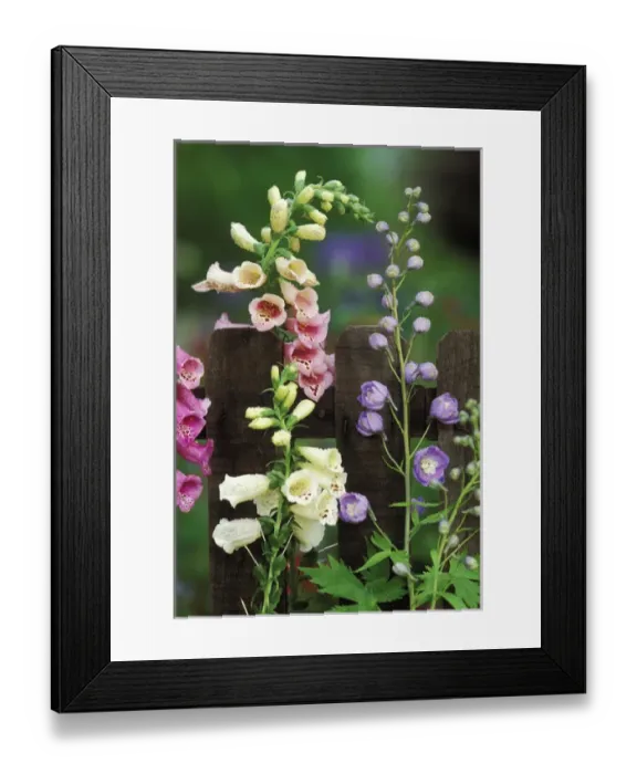 Framed Print : USA, Pennsylvania. Foxglove and delphinium on fence Framed Print : USA, Pennsylvania. Foxglove and delphinium on fence