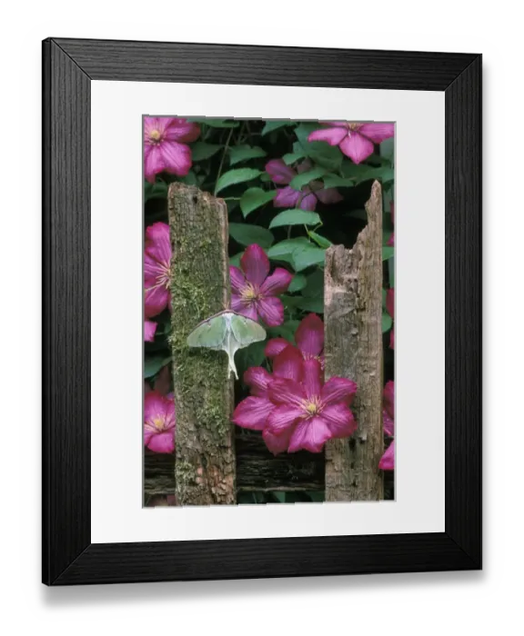Framed Print : USA, Pennsylvania, Luna moth on fence with pink clematis flowers