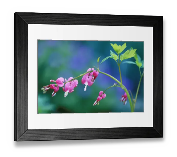 Framed Print : USA, Pennsylvania. Bleeding heart flowers in garden Framed Print : USA, Pennsylvania. Bleeding heart flowers in garden
