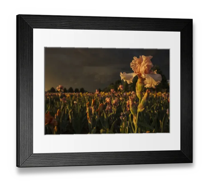 Framed Print : USA, Oregon, Keizer, Schreiners Iris Gardens, Iris Production Field in storm Framed Print : USA, Oregon, Keizer, Schreiners Iris Gardens, Iris Production Field in storm