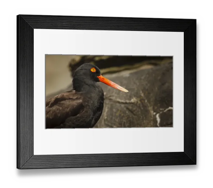 Framed Print : USA, Oregon, Newport, Oregon Coast Aquarium, Black Oystercatcher (Haematopus bachmani) Framed Print : USA, Oregon, Newport, Oregon Coast Aquarium, Black Oystercatcher (Haematopus bachmani)