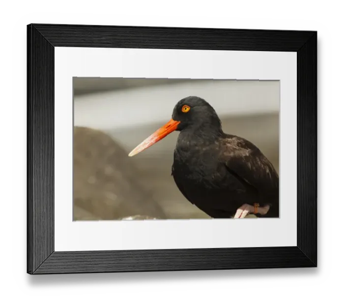Framed Print : USA, Oregon, Newport, Oregon Coast Aquarium, Black Oystercatcher (Haematopus bachmani) Framed Print : USA, Oregon, Newport, Oregon Coast Aquarium, Black Oystercatcher (Haematopus bachmani)