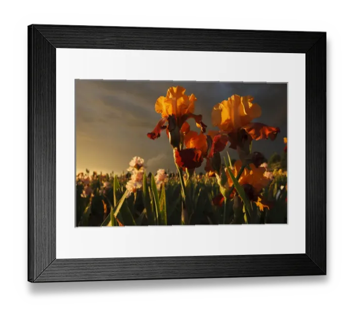 Framed Print : USA, Oregon, Keizer, Schreiners Iris Gardens, Iris Production Field in storm Framed Print : USA, Oregon, Keizer, Schreiners Iris Gardens, Iris Production Field in storm