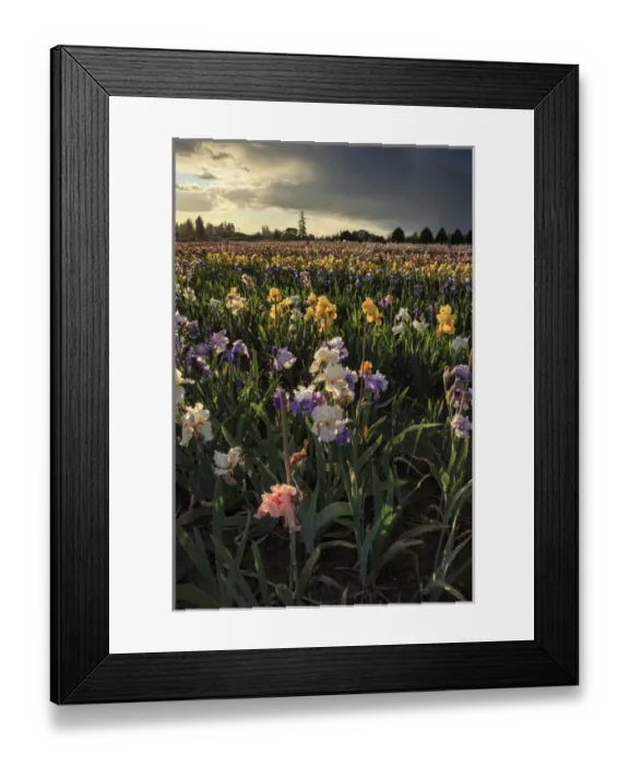 Framed Print : USA, Oregon, Keizer, Schreiners Iris Gardens, Iris Production Field in storm Framed Print : USA, Oregon, Keizer, Schreiners Iris Gardens, Iris Production Field in storm