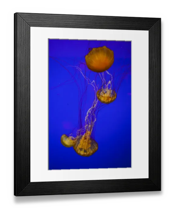 Framed Print : USA, Oregon, Newport, Oregon Coast Aquarium, Pacific Sea Nettle (Chrysaora fuscescens)