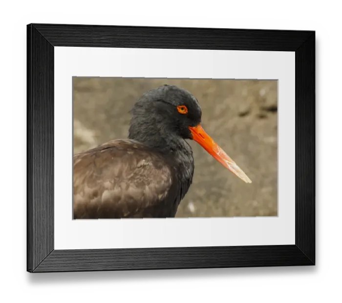 Framed Print : USA, Oregon, Newport, Oregon Coast Aquarium, Black Oystercatcher (Haematopus bachmani) Framed Print : USA, Oregon, Newport, Oregon Coast Aquarium, Black Oystercatcher (Haematopus bachmani)