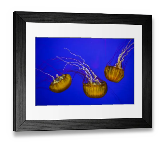 Framed Print : USA, Oregon, Newport, Oregon Coast Aquarium, Pacific Sea Nettle (Chrysaora fuscescens) Framed Print : USA, Oregon, Newport, Oregon Coast Aquarium, Pacific Sea Nettle (Chrysaora fuscescens)