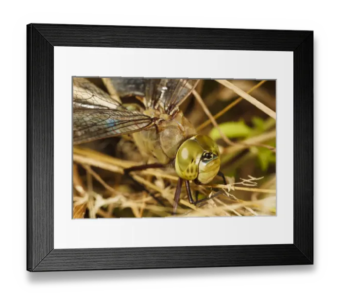 Framed Print : USA, Oregon, Albany, Freeway Ponds Park, batteres male Common Green Darner (Anax junius) Framed Print : USA, Oregon, Albany, Freeway Ponds Park, batteres male Common Green Darner (Anax junius)