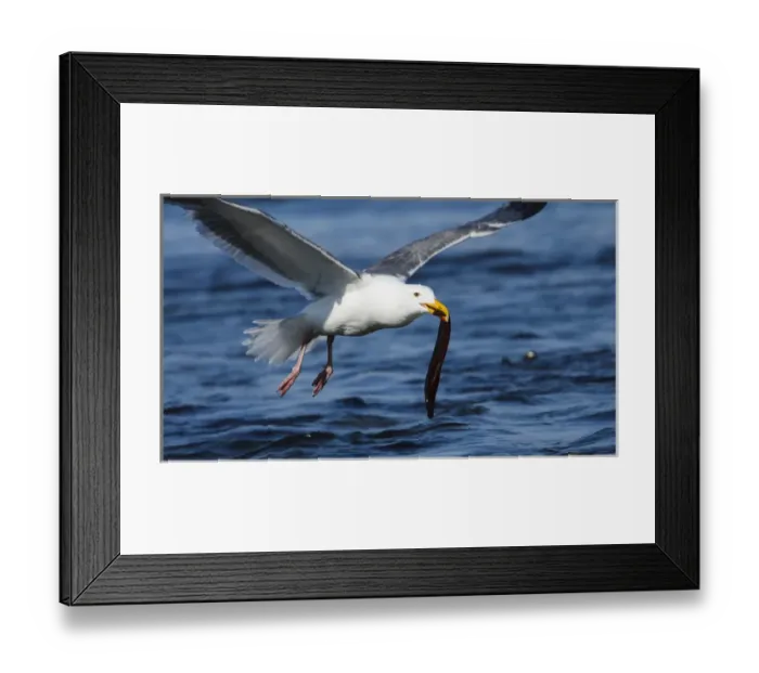 Framed Print : USA, Oregon, Newport, Yaquina Head, NLCS, a Western Gull (Larus occidentalis) with an eel Framed Print : USA, Oregon, Newport, Yaquina Head, NLCS, a Western Gull (Larus occidentalis) with an eel