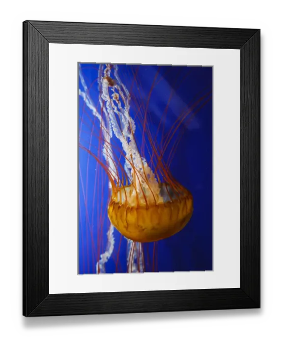 Framed Print : USA, Oregon, Newport, Oregon Coast Aquarium, Pacific Sea Nettle (Chrysaora fuscescens) Framed Print : USA, Oregon, Newport, Oregon Coast Aquarium, Pacific Sea Nettle (Chrysaora fuscescens)